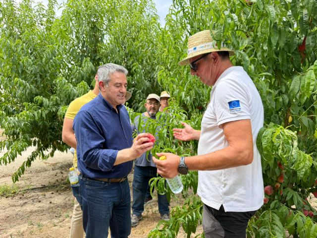 El Imida desarrolla dos nuevas variedades de melocotón para impulsar la competitividad del sector frutícola - 2, Foto 2