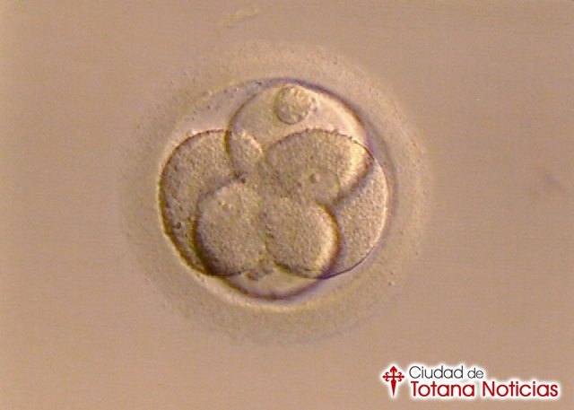 La congelación de óvulos permite preservar la fertilidad en su mejor momento y usarlos más adelante