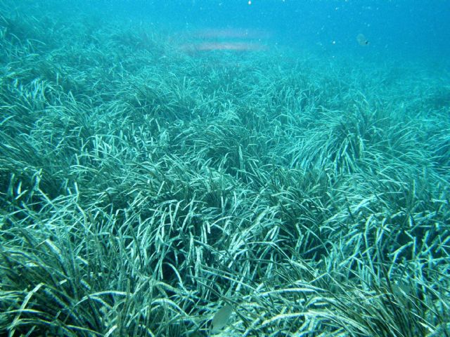 Cs Cartagena pide un proyecto de sensibilización ambiental sobre la posidonia oceánica y protocolos para su tratamiento - 1, Foto 1