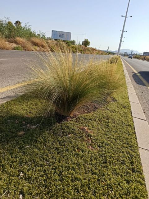 El Ayuntamiento mejora la calidad paisajística urbana con la rehabilitación de la mediana situada en la Costera Norte - 1, Foto 1