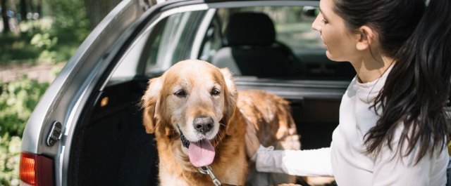 El 50% de los propietarios de mascotas tienen dudas sobre las normas de cómo viajar con su animal - 1, Foto 1
