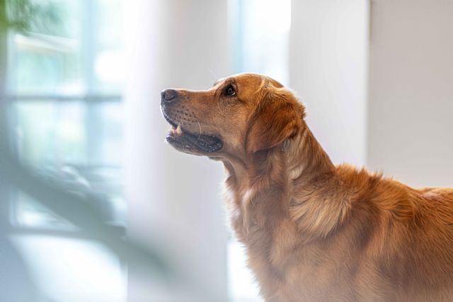 Perros y gatos también padecen con frecuencia enfermedades neurológicas que afectan al cerebro - 1, Foto 1
