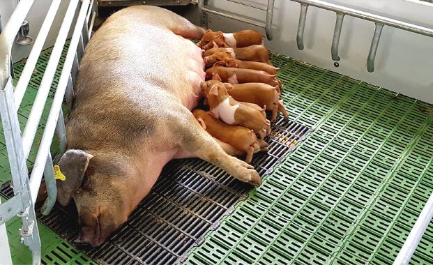 La seguridad alimentaria y el bienestar animal: un binomio indispensable en el sector porcino - 1, Foto 1