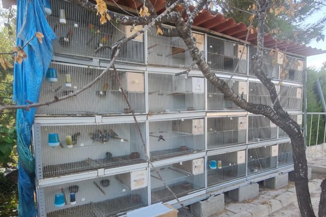 El Ayuntamiento de Molina de Segura interviene un criadero de aves exóticas en una casa ubicada en la urbanización Los Conejos - 1, Foto 1