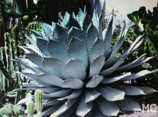 MC Cartagena denuncia la pasividad del Gobierno socialista en el Huerto de Cándido y propone medidas urgentes para salvar el centenar de especies vegetales que alberga - 1, Foto 1