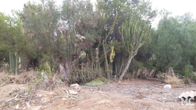 MC Cartagena denuncia la pasividad del Gobierno socialista en el Huerto de Cándido y propone medidas urgentes para salvar el centenar de especies vegetales que alberga - 2, Foto 2