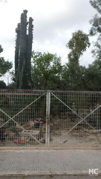 MC Cartagena denuncia la pasividad del Gobierno socialista en el Huerto de Cándido y propone medidas urgentes para salvar el centenar de especies vegetales que alberga - 3, Foto 3