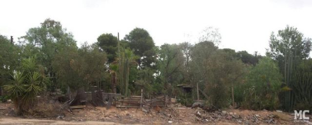 MC Cartagena denuncia la pasividad del Gobierno socialista en el Huerto de Cándido y propone medidas urgentes para salvar el centenar de especies vegetales que alberga - 5, Foto 5