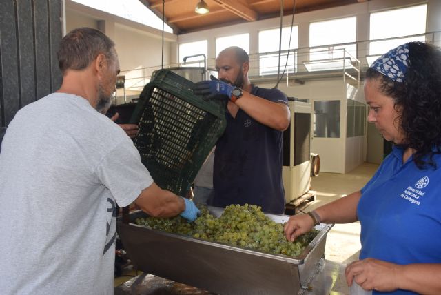 La UPCT vendimia un 25% más de uva Merseguera para su vino Tomás Ferro - 1, Foto 1