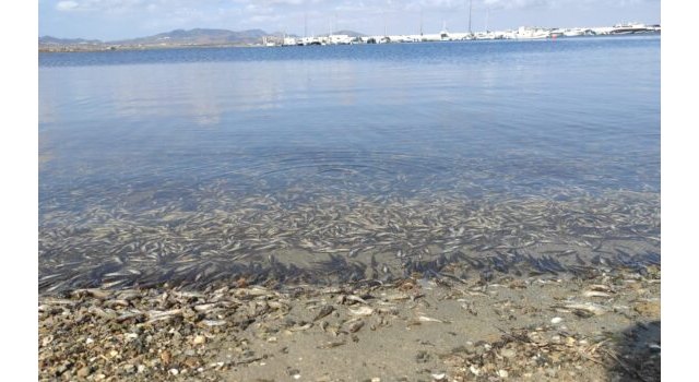 Verdes Equo RM califica de inútiles y vergonzantes las declaraciones de López Miras respecto al Mar Menor - 1, Foto 1