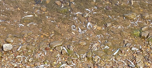 Manuel Torres señala a Arroyo por estar desaparecida y llevar dos años mandando cartas sin tomar medidas para atajar los problemas del Mar Menor - 1, Foto 1