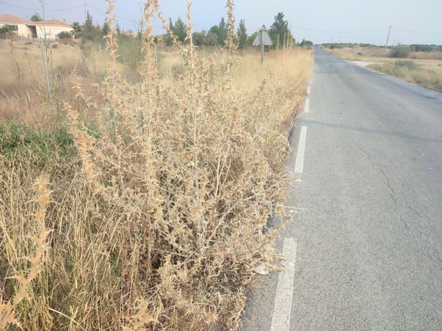 El PSOE denuncia la negligente gestión de Fulgencio Gil por el abandono del desbroce en Lorca en plena ola de incendios - 3, Foto 3