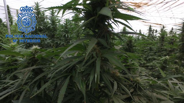La Policía Nacional se incauta de más de nueve toneladas de marihuana en una extensa plantación desmantelada en Lorca - 1, Foto 1