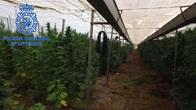 La Policía Nacional se incauta de más de nueve toneladas de marihuana en una extensa plantación desmantelada en Lorca - 3, Foto 3