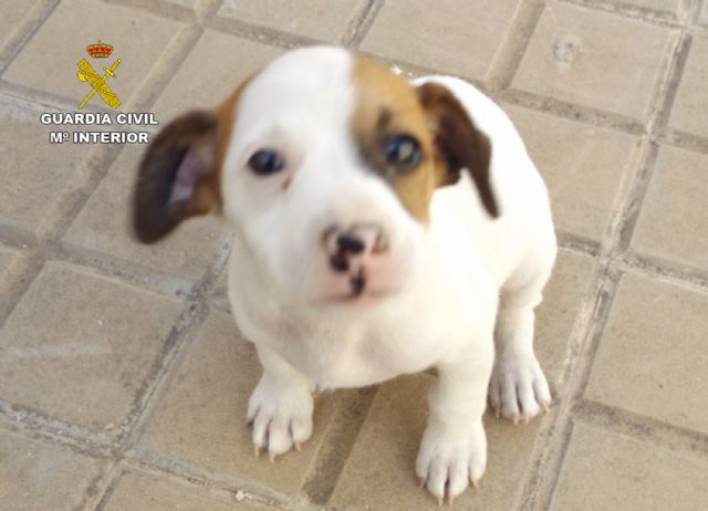 La Guardia Civil investiga a un menor de edad por robos en una vivienda y en el complejo deportivo de Mula - 5, Foto 5