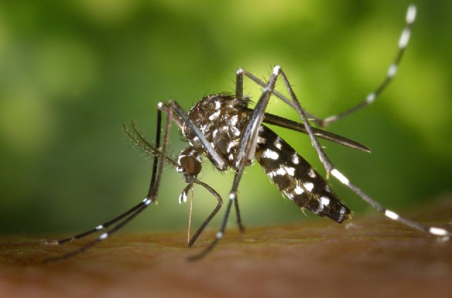 La Concejalía de Deportes y Salud pone en marcha un Plan de Emergencia contra los mosquitos tras las lluvias - 1, Foto 1