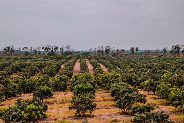 El Programa de Sustentabilidad de la industria del Mango: Un mayor valor añadido para productores y empacadores - 1, Foto 1