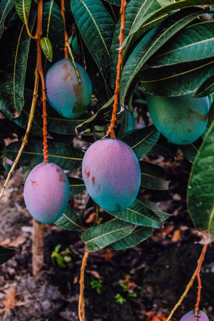 El Programa de Sustentabilidad de la industria del Mango: Un mayor valor añadido para productores y empacadores - 2, Foto 2