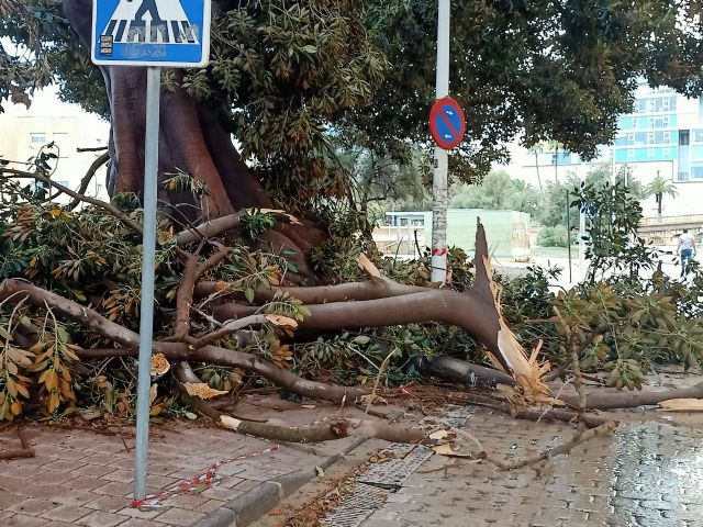 MC reclama un programa específico para árboles de gran porte - 2, Foto 2