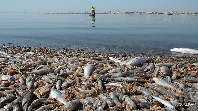 Las organizaciones ecologistas y vecinales demandan mayor implicación de la Unión Europea para recuperar el Mar Menor - 1, Foto 1