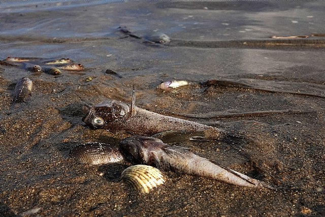 ASAJA Murcia pide al Comisario Europeo de Medioambiente su intervención para la recuperación y protección del Mar Menor - 1, Foto 1