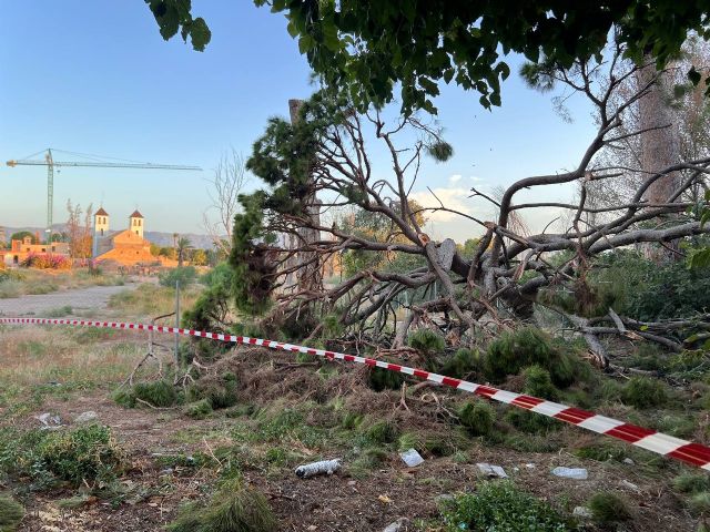 Huermur denuncia en el SEPRONA el desprendimiento de un pino centenario en Churra - 2, Foto 2