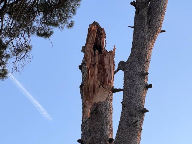 Huermur denuncia en el SEPRONA el desprendimiento de un pino centenario en Churra - 3, Foto 3