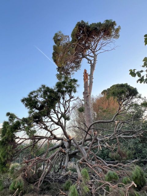 Huermur denuncia en el SEPRONA el desprendimiento de un pino centenario en Churra - 4, Foto 4
