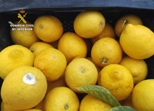 La Guardia Civil esclarece seis delitos de hurto continuado de cítricos en explotaciones agrícolas - 2, Foto 2