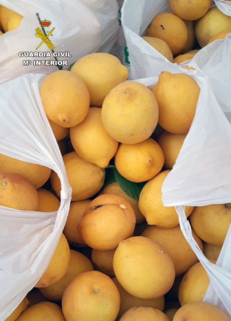 La Guardia Civil esclarece seis delitos de hurto continuado de cítricos en explotaciones agrícolas - 3, Foto 3