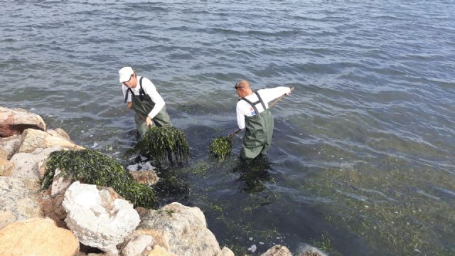 El dispositivo de limpieza retira 165 metros cbicos de algas de las playas del Mar Menor en las dos ltimas semanas, Foto 1
