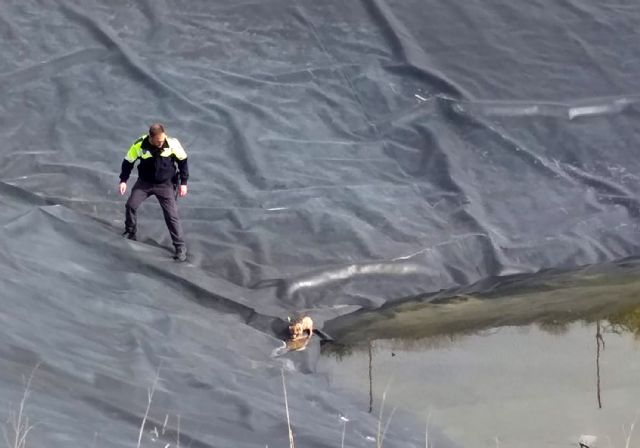 La Policía Local torreña rescata siete cachorros de perro atrapados en una balsa - 2, Foto 2