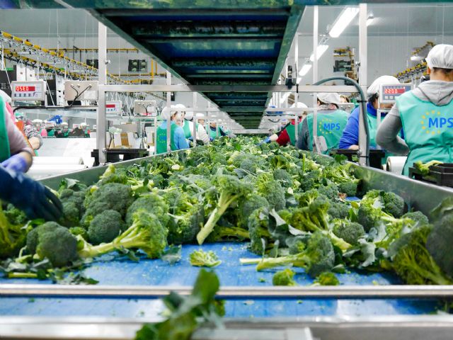 Mopreser lanza un portal de empleo para la campaña del brócoli 2020 - 1, Foto 1