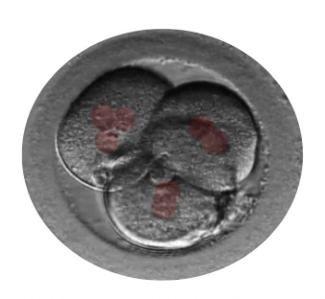 Las células de los embriones trabajan en equipo para auto-repararse - 1, Foto 1