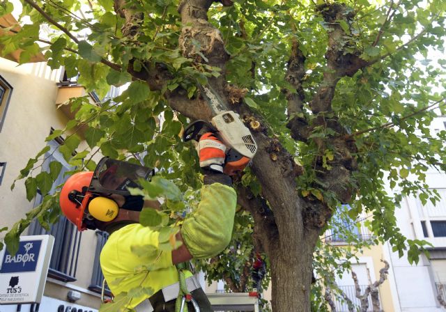 El Ayuntamiento poda más de 20.000 moreras en el municipio para garantizar la seguridad de los vecinos y mantener estos ejemplares en perfecto estado - 2, Foto 2