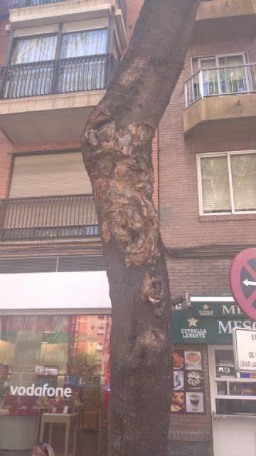 El Ayuntamiento retira seis jacarandas de la calle Floridablanca ante el riesgo que suponen para los ciudadanos - 2, Foto 2