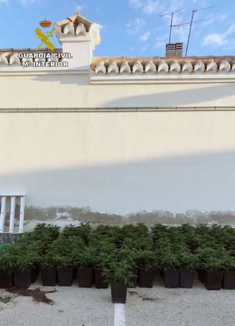 Detenida una mujer por cultivar 141 plantas de marihuana en un domicilio - 1, Foto 1