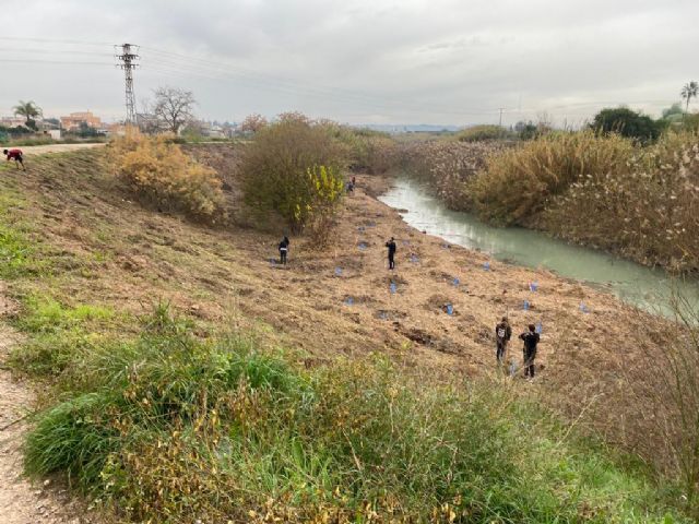 Alumnos del IES El Carmen recuperan el bosque de ribera en el río Segura a su paso por Rincón de Seca - 2, Foto 2