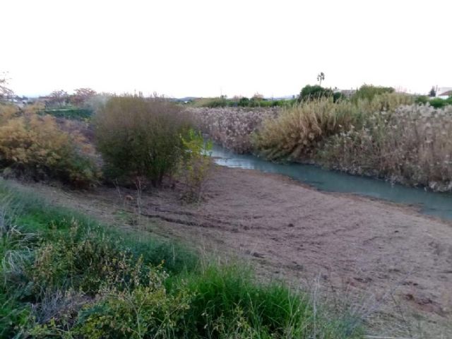 Alumnos del IES El Carmen recuperan el bosque de ribera en el río Segura a su paso por Rincón de Seca - 4, Foto 4
