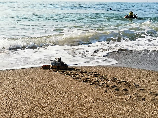 2021, un año de importantes logros en el proyecto LIFE INTEMARES - 1, Foto 1