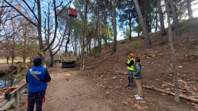 El Ayuntamiento de Caravaca y Medio Natural llevan a cabo labores de mejora y conservación forestal de los árboles monumentales de las Fuentes del Marqués - 1, Foto 1