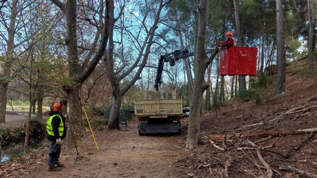 El Ayuntamiento de Caravaca y Medio Natural llevan a cabo labores de mejora y conservación forestal de los árboles monumentales de las Fuentes del Marqués - 3, Foto 3