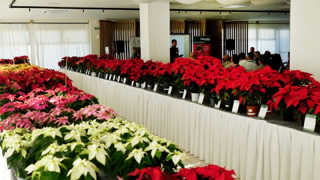 Validación genética y agronómica de la Poinsettia 2026 en el arco mediterráneo - 3, Foto 3