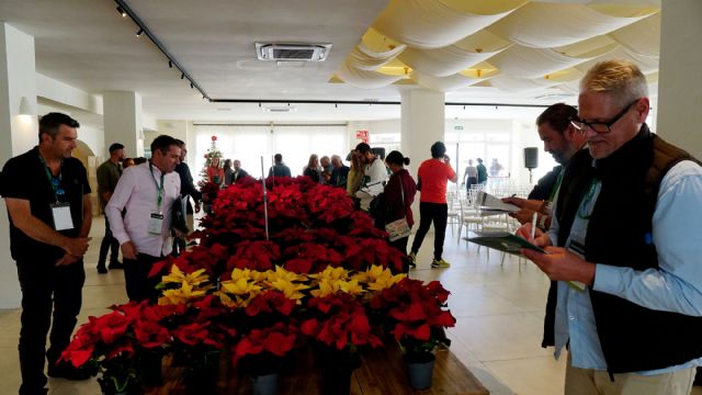 Validación genética y agronómica de la Poinsettia 2026 en el arco mediterráneo - 4, Foto 4