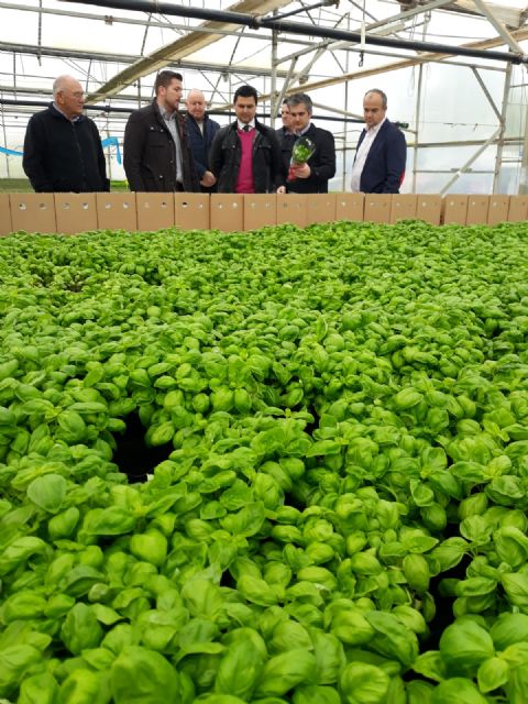 Agricultura reconoce una nueva organización de productores hortofrutícolas en San Javier - 1, Foto 1