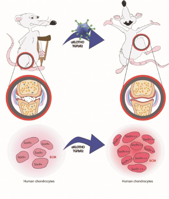 Izpisua logra revertir la artritis mediante la combinación de dos fármacos experimentales - 2, Foto 2