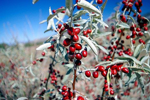 Aneberries participará en Fruit Logistica impulsando “la gran internacionalización” de las berries de México - 1, Foto 1