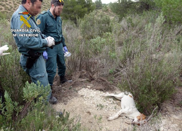 La Guardia Civil investiga a cinco personas por el uso de cebos envenenados en el Parque Regional Sierra de la Pila - 3, Foto 3