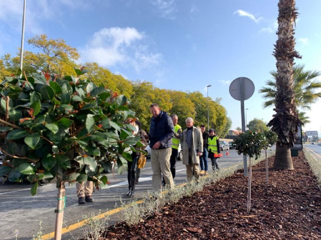 El Ayuntamiento mejora la mediana de la calle Pintor Almela Costa con más visibilidad para el tráfico rodado y nueva vegetación - 1, Foto 1