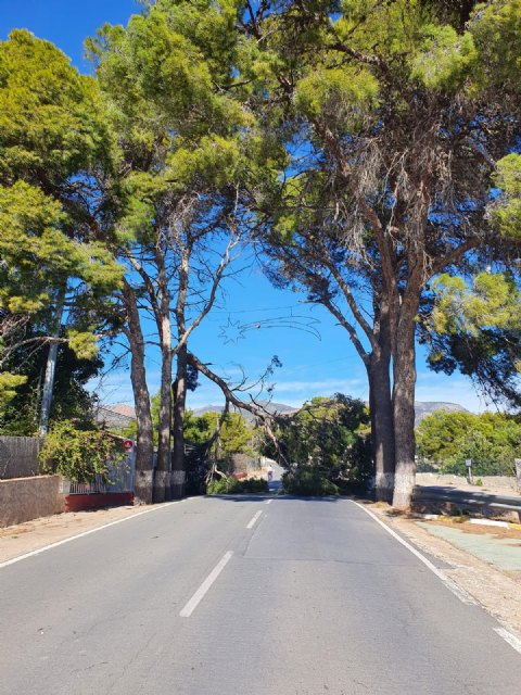    [The road to La Santa at the height of La Venta los Pinos is cut off due to the fall of tree branches, Foto 4